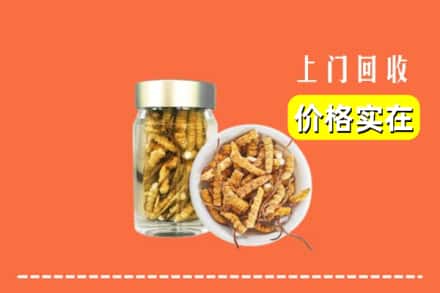 红河州石屏回收散虫草