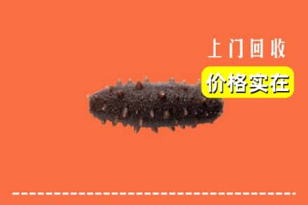 红河州石屏回收海参
