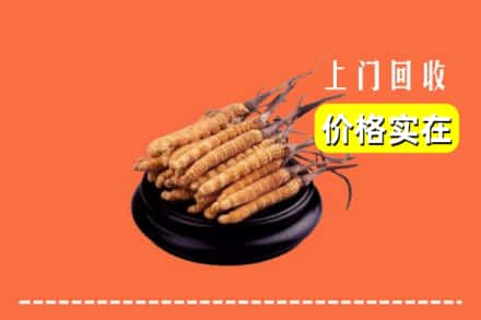 红河州石屏回收冬虫夏草